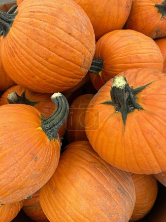 Téléchargez les photos : Plusieurs grandes citrouilles orange pour les activités d'automne comme Halloween et Thanksgiving - en image libre de droit
