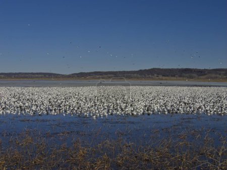 Téléchargez les photos : Migration de l'Oie des neiges à travers la réserve faunique nationale de Loess Bluffs dans le comté de Holt, Missouri - en image libre de droit