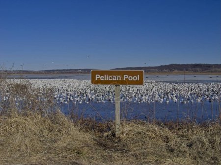 Téléchargez les photos : Migration de l'Oie des neiges à travers la réserve faunique nationale de Loess Bluffs dans le comté de Holt, Missouri - en image libre de droit