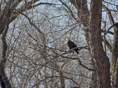Foto de Migración de águila calva a través del Refugio Nacional de Vida Silvestre Loess Bluffs en el Condado de Holt, Missouri - Imagen libre de derechos
