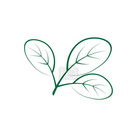 Ilustración de Hoja de moringa medicina tradicional icono vector ilustración plantilla diseño - Imagen libre de derechos
