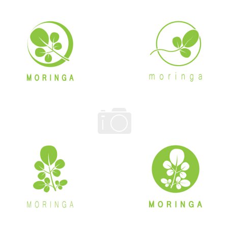 Moringa Blatt Natur Ikone Vektor Illustration Vorlage Design