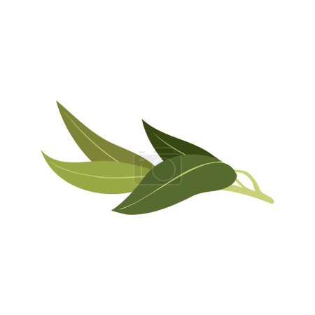 Téléchargez les illustrations : Eucalyptus Aromathérapie herbes pour la collecte des huiles essentielles, feuilles de branche de la nature. - en licence libre de droit