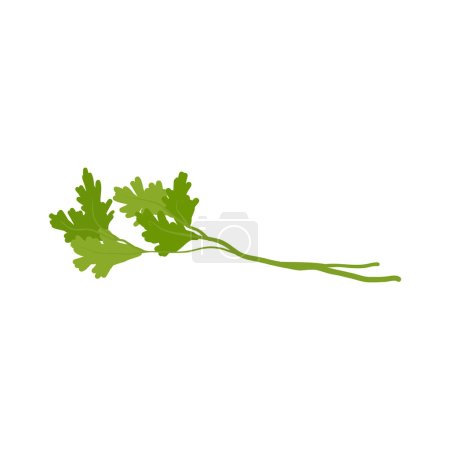 Illustration for Cilantro Aromatherapy herbs for essential oils collection, nature branch leaves. - Royalty Free Image
