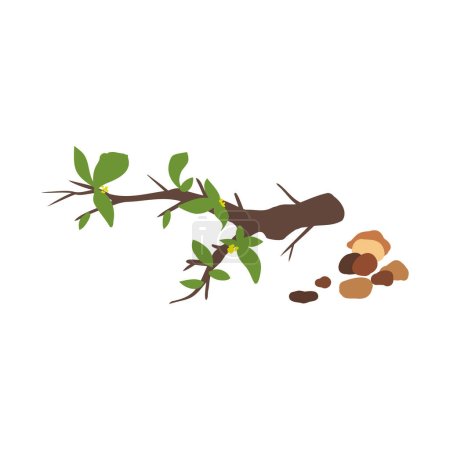 Téléchargez les illustrations : Aromathérapie herbes pour la collecte des huiles essentielles, la nature feuilles de branche de myrrhe. - en licence libre de droit