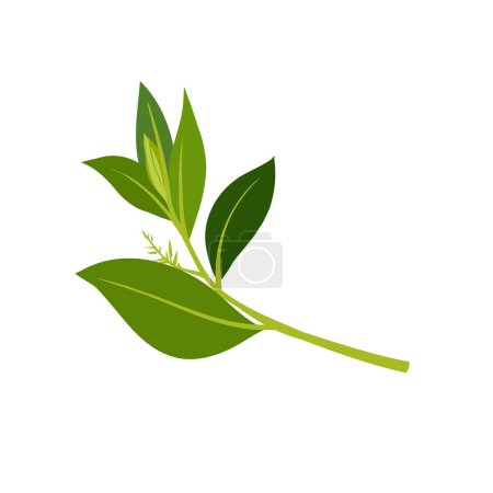 Téléchargez les illustrations : Aromathérapie herbes pour la collecte des huiles essentielles, nature Feuilles de branche d'arbre à thé. - en licence libre de droit