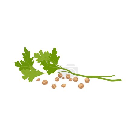 Illustration for Coriander Aromatherapy herbs for essential oils collection, nature branch leaves. - Royalty Free Image