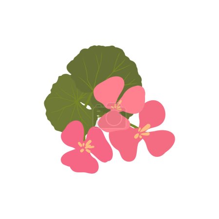Illustration for Geranium Aromatherapy herbs for essential oils collection, nature branch leaves. - Royalty Free Image