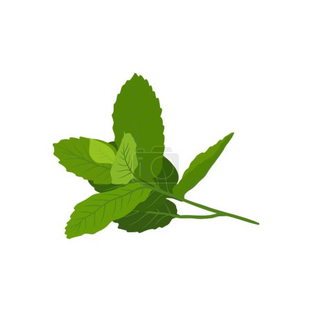 Illustration for Aromatherapy herbs for essential oils collection, nature Peppermint branch leaves. - Royalty Free Image