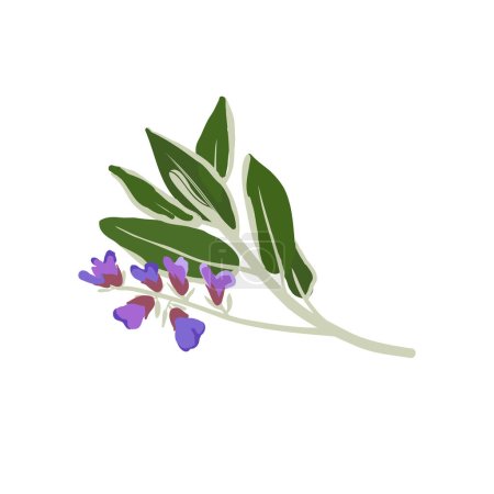Illustration for Clary Sage Aromatherapy herbs for essential oils collection, nature branch leaves. - Royalty Free Image