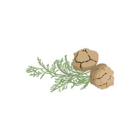 Téléchargez les illustrations : Aromathérapie herbes pour la collecte des huiles essentielles, feuilles de branche nature. - en licence libre de droit