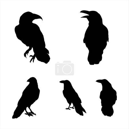 Illustration for Set of crows, silhouette design elements for halloween. Collection of raven vector illustration - Royalty Free Image