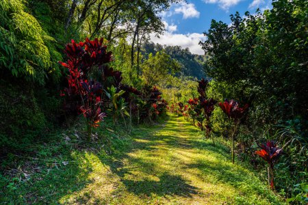 Téléchargez les photos : Route couverte d'herbe sous la lumière du soleil bordée de plantes tropicales rouges mène à une forêt verte dans la vallée de Wailua, Maui - en image libre de droit