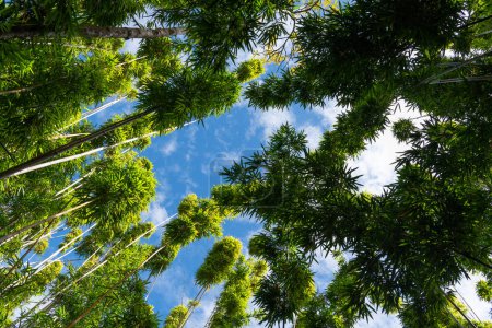 Téléchargez les photos : Vue surplombant un couvert forestier de bambous jusqu'au ciel bleu - Hana, Maui, Hawaï - en image libre de droit