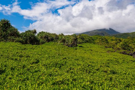 Téléchargez les photos : Le feuillage tropical vert luxuriant couvre le paysage sous un sommet de montagne et les nuages à Maui, Hawaï - en image libre de droit