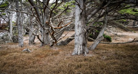 Téléchargez les photos : Cyprès de Monterey au-dessus de la couverture morte herbeuse à Point Lobos State Preserve, Carmel, Californie - en image libre de droit
