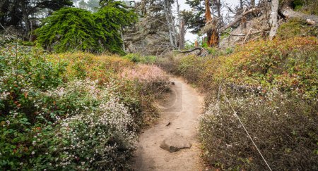 Téléchargez les photos : Courbes de chemin à travers les fleurs sauvages dans la forêt à Point Lobos - en image libre de droit
