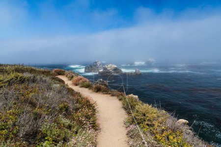 Téléchargez les photos : Sentier pédestre à travers les fleurs sauvages au-dessus de la mer et les formations rocheuses dans le brouillard à Point Lobos State Preserve, Carmel, Californie - en image libre de droit