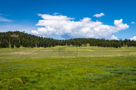 Téléchargez les photos : Prairies vertes et montagnes couvertes de forêts sous un beau ciel bleu avec des nuages blancs à Valles Caldera National Preserve, Nouveau-Mexique - en image libre de droit