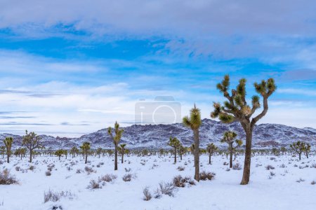 Téléchargez les photos : Paysage désertique enneigé dans le parc national Joshua Tree, Californie - en image libre de droit