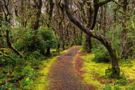 Téléchargez les photos : Chemin bordé d'un tapis forestier mousseux à travers des arbres noueux et tordus recouverts de mousse - en image libre de droit