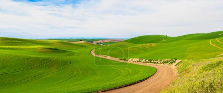 Téléchargez les photos : Un chemin de terre qui serpente à travers un beau paysage de collines verdoyantes et de champs à Palouse Hills, Washington - en image libre de droit