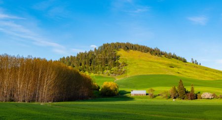 Téléchargez les photos : La lumière du soleil couchant illumine une ferme et des champs verts dans les Palouse Hills de Washington, États-Unis - en image libre de droit