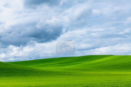 Téléchargez les photos : Scène printanière de collines verdoyantes idylliques couvertes d'herbe sous un ciel spectaculaire à Palouse Hills, Washington - en image libre de droit