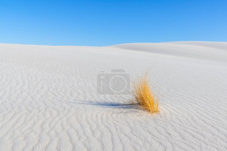 Téléchargez les photos : Un bouquet d'herbe tenace poussant dans la solitude isolé contre une dune de sable blanc dans le parc national White Sands - en image libre de droit