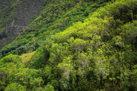 Photo for Lush tropical forest, trees, and vegetation on mountainsides above the Iao Valley, Maui - Royalty Free Image