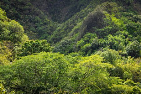 Photo for Tropical forest, trees, and lush vegetation covering mountains in Iao Valley, Maui - Royalty Free Image