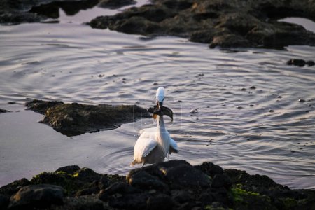 Foto de Pájaro comiendo un pez en la playa, rocas y mar - Imagen libre de derechos