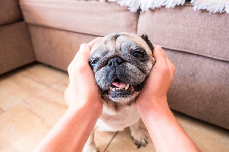 Photo for Close up of hands of a man or woman taking the head of a cute and adorable pug - best friends at home - sofa in the background - Royalty Free Image