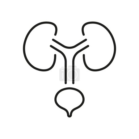 Human Urinary System Line Icon. Health Bladder and Kidney Linear Pictogram. Urology Disease Outline Icon. Anatomical Healthy Internal Organs. Editable Stroke. Isolated Vector Illustration.