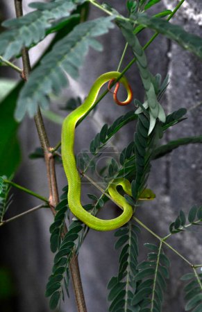 Téléchargez les photos : Petite vipère verte se cache sur un jeune tamarin - en image libre de droit
