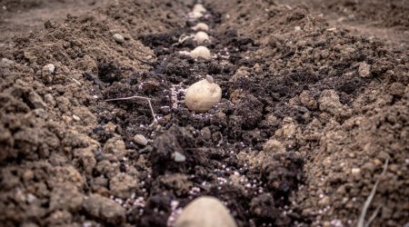 Téléchargez les photos : Tubes de pommes de terre en germination plantés dans le sol. Pommes de terre préparées pour la plantation, tubercules de pommes de terre fertilisés dans le sol. Préparation du printemps pour la saison des jardins, gros plan, travaux saisonniers. - en image libre de droit