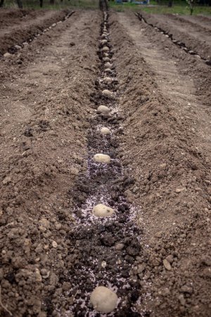 Téléchargez les photos : Tubes de pommes de terre en germination plantés dans le sol. Pommes de terre préparées pour la plantation, tubercules de pommes de terre fertilisés dans le sol. Préparation du printemps pour la saison des jardins, image verticale, travail saisonnier. - en image libre de droit