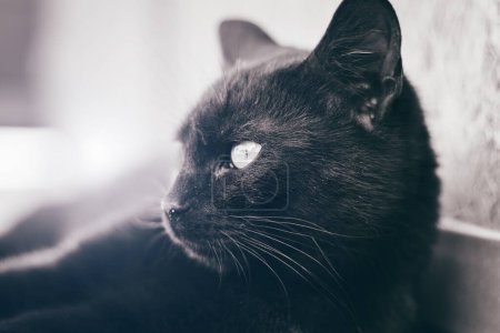 Téléchargez les photos : Portrait de chat domestique noir paresseux couché et reposant sur le sol. Vue latérale, image en noir et blanc, gros plan. - en image libre de droit