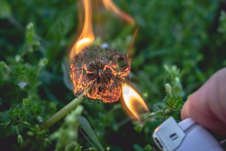 Téléchargez les photos : Fleur de pissenlit brûlante au printemps. Brûler la plante du feu du briquet dans la forêt, fermer. Herbe verte en arrière-plan, prévention des incendies de forêt concept. - en image libre de droit