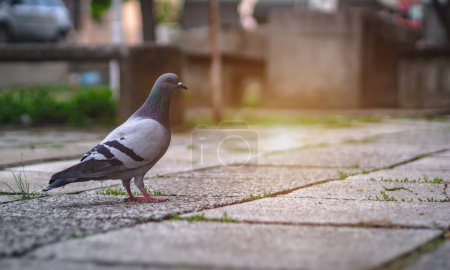 Téléchargez les photos : Pigeon unique debout sur un trottoir ou un trottoir dans la ville. Vider la rue de la vieille ville avec colombe ou pigeon sur un sol. Vue latérale, fond flou, pigeon concept photo. - en image libre de droit