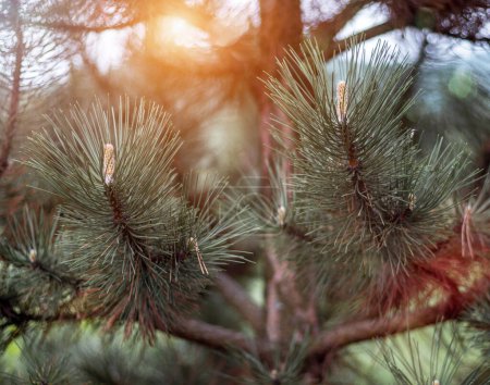 Téléchargez les photos : Sapin de pin persistant dans la forêt. Concentrez-vous sur les branches vertes des conifères. Nature, Nouvel An et concept de Noël. - en image libre de droit