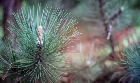 Téléchargez les photos : Jeune cône de pin dans la forêt, espace de copie pour le texte. sapin de pin de Noël, près de la branche. Concept nature pour la conception, mise au point sélective, forêt printanière colorée en arrière-plan. - en image libre de droit