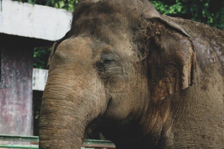 Téléchargez les photos : Photo rapprochée de l'éléphant de Sumatra (Elephas maximus sumatranus) dans le parc animalier de Ragunan ou le zoo de Ragunan. Cet éléphant est une sous-espèce de l'éléphant d'Asie qui ne vit que sur l'île de Sumatra. - en image libre de droit