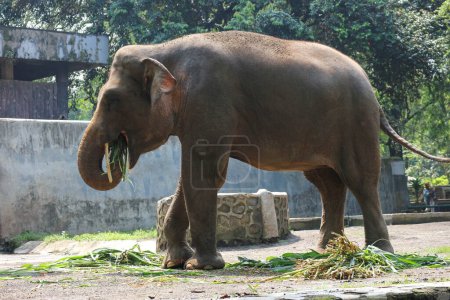 Téléchargez les photos : Éléphant de Sumatra (Elephas maximus sumatranus) dans le parc animalier de Ragunan ou zoo de Ragunan. Cet éléphant est une sous-espèce de l'éléphant d'Asie qui ne vit que sur l'île de Sumatra. - en image libre de droit