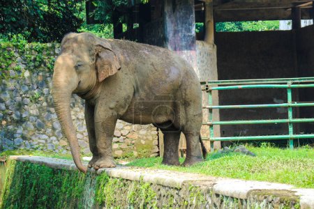 Photo for Sumatran elephant (Elephas maximus sumatranus) in the Ragunan Wildlife Park or Ragunan Zoo. This elephant is a subspecies of the Asian elephant that only lives on the island of Sumatra. - Royalty Free Image