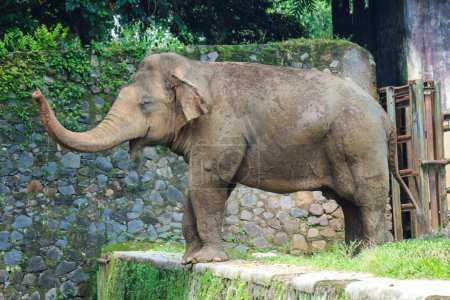 Téléchargez les photos : Éléphant de Sumatra (Elephas maximus sumatranus) dans le parc animalier de Ragunan ou zoo de Ragunan. Cet éléphant est une sous-espèce de l'éléphant d'Asie qui ne vit que sur l'île de Sumatra. - en image libre de droit
