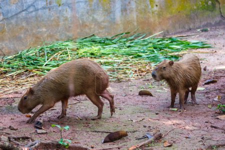 Téléchargez les photos : Capybara (Hydrochoerus hydrochaeris) au zoo de Ragunan, Jakarta. Capybara est la plus grande espèce vivante de rongeurs au monde (le plus grand rongeur éteint est Phoberomys pattersoni). - en image libre de droit