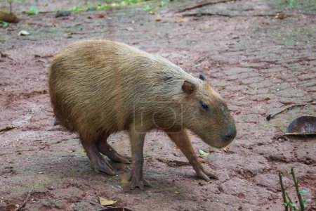 Téléchargez les photos : Capybara (Hydrochoerus hydrochaeris) au zoo de Ragunan, Jakarta. Capybara est la plus grande espèce vivante de rongeurs au monde (le plus grand rongeur éteint est Phoberomys pattersoni). - en image libre de droit