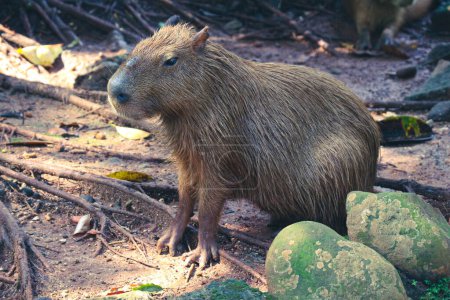 Foto de Capybara (Hydrochoerus hydrochaeris) en el zoológico de Ragunan, Yakarta. Capybara es la especie de roedor vivo más grande del mundo (el roedor extinto más grande es Phoberomys pattersoni). - Imagen libre de derechos