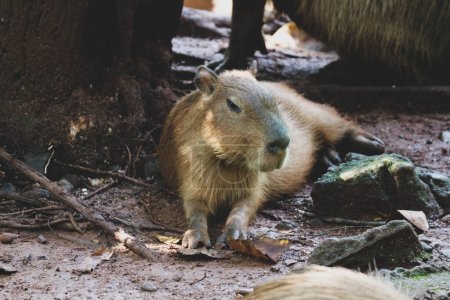 Capybara (Hydrochoerus hydrochaeris) en el zoológico de Ragunan, Yakarta. Capybara es la especie de roedor vivo más grande del mundo (el roedor extinto más grande es Phoberomys pattersoni).